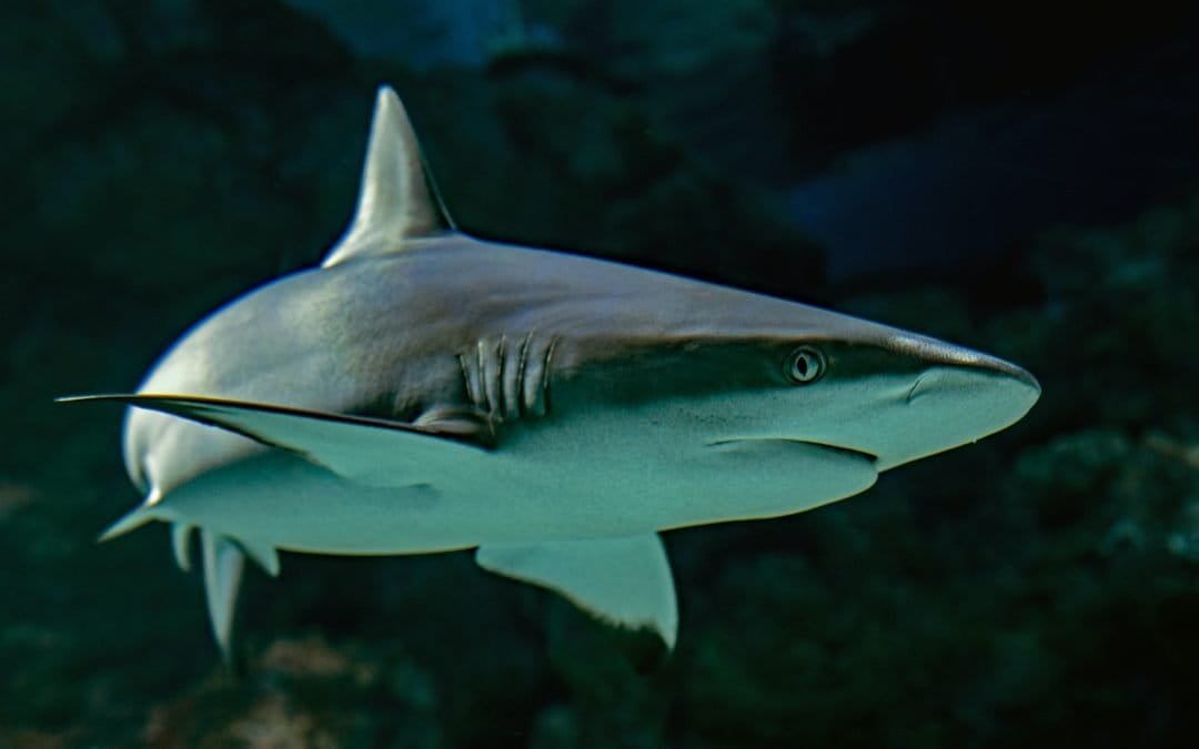 ¿Qué tanta vida les queda a los tiburones?