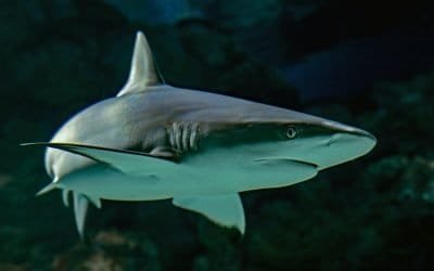 La extinción de tiburones afectaría a los océanos