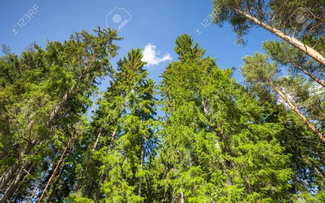 Según estudio, los pinos europeos se adaptan a las variaciones del clima