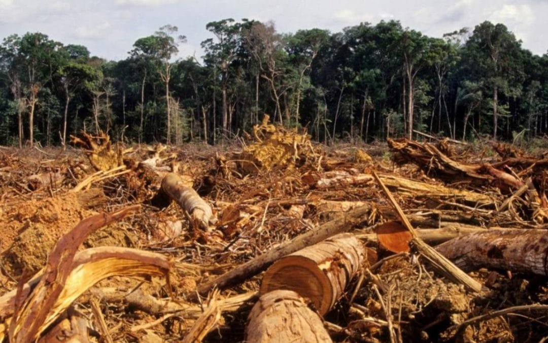 OCDE pide a Brasil fortalecer su lucha contra la deforestación