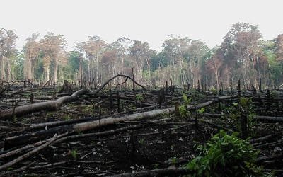 Duro golpe a ‘terratenientes fantasma’ responsables de la deforestación