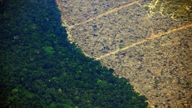 El bosque primario está desapareciento