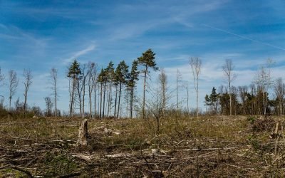 Forestería comunitaria, clave contra la deforestación