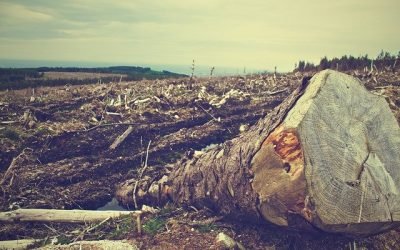 500 hectáreas de bosque se talan al día en Colombia