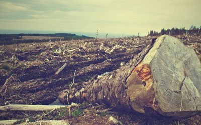 Lanzan proyecto para evitar la deforestación