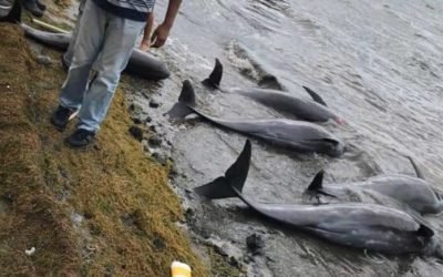 Mueren delfines y marsopas en Mauricio