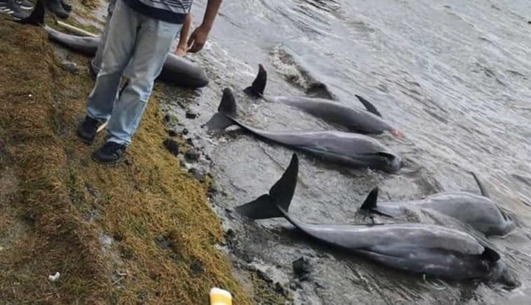 Mueren delfines y marsopas en Mauricio