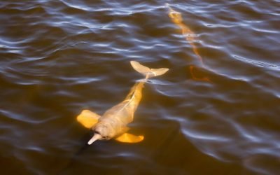 Disminuye población en delfines de río