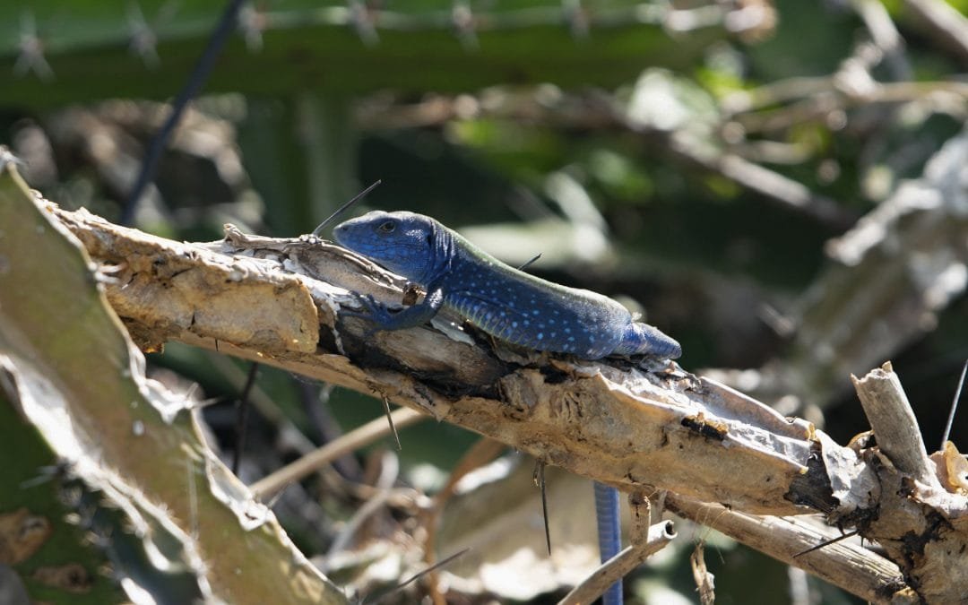 Día de la Biodiversidad: la riqueza que los colombianos deben cuidar