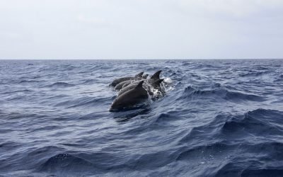 Buscan un nuevo tratado de protección en alta mar