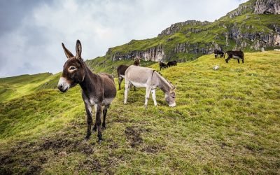 Burros salvajes se convierten en alimento de pumas