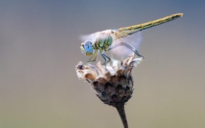 Calentamiento global impulsa las invasiones de insectos