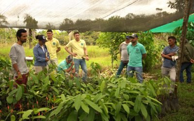 Semillas del territorio: un potencial de diversidad, sabores y nutrientes de la Amazonia