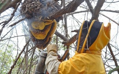 Alarma por comportamiento de abejas