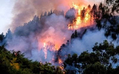 Incendios, una amenaza para el futuro