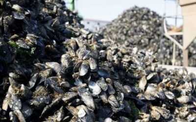 Millones de mejillones y almejas muertos por la ola de calor en Canadá