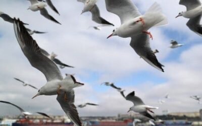 Las aves marinas empiezan a reproducirse menos por la crisis climática