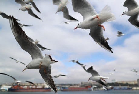 Las aves marinas empiezan a reproducirse menos por la crisis climática