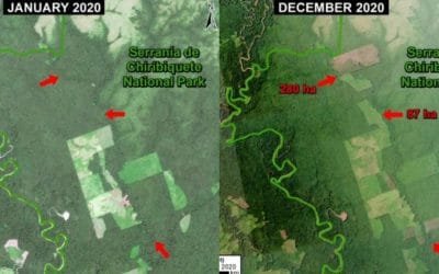 MAAP reveló la deforestación en la Amazonia