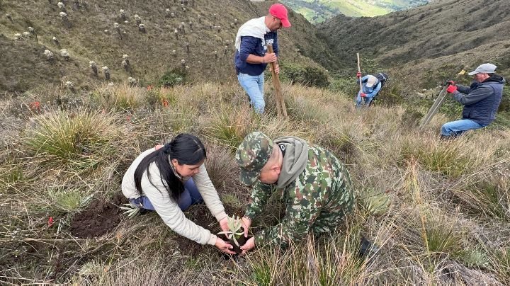 Soldados y comunidad siembran 400 frailejones en el páramo de Santurbán para proteger el abastecimiento de agua en el noreste de Colombia
