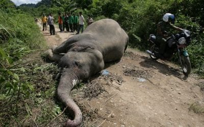 Hallan razón de muerte de 34 elefantes en Zimbabue