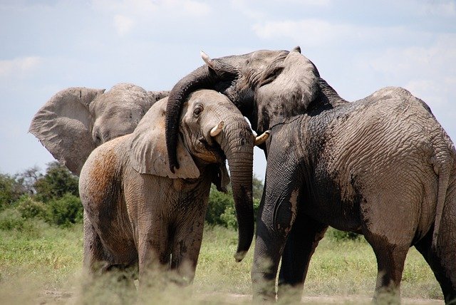 La sequía mata en Kenia a 1.235 animales salvajes