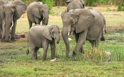 Países del África analizan conservación de los elefantes