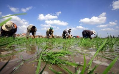 Ecologistas ven en el acuerdo UE-Mercosur una barrera para metas climáticas