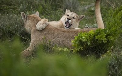 Conflictos entre humanos y vida silvestre causa la muerte del 75 % de felinos