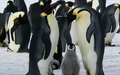 El cambio climático y la pesca impactan sobre las poblaciones de pingüinos