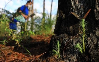 Se comprometen a revertir la deforestación