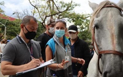 Inician en Medellín control a equinos para garantizar su protección en espacios públicos