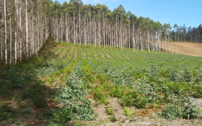 Especies de árboles foráneas ayudan a generar y propagar los incendios