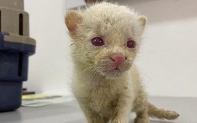 Primer caso en Colombia de felino silvestre  albino se registró en Amalfi