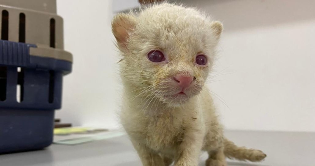 Primer caso en Colombia de felino silvestre  albino se registró en Amalfi