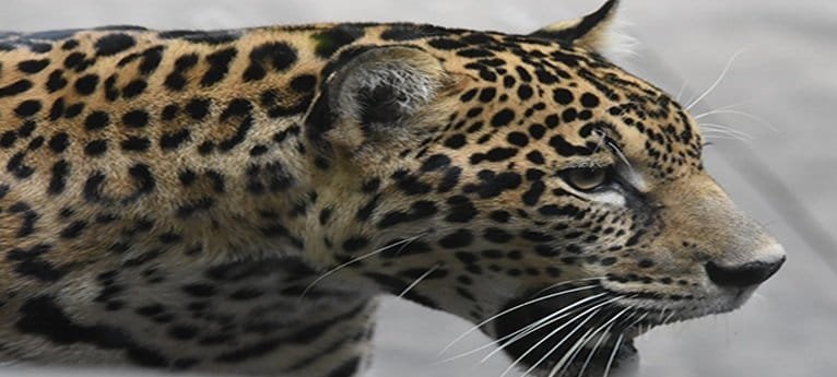 Con educación ambiental celebran al felino más grande de América