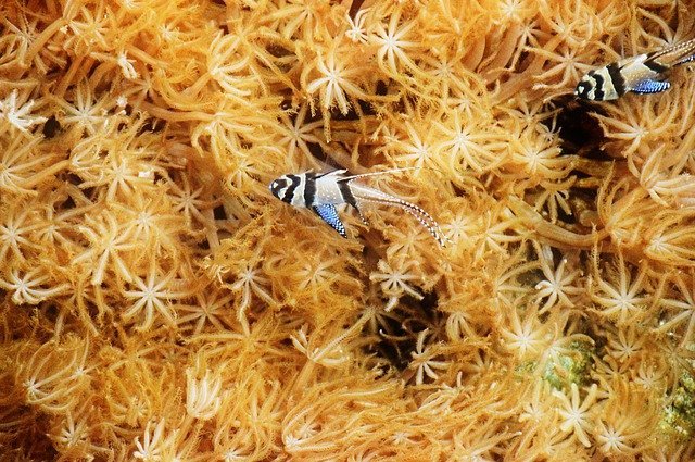 Praderas marinas acumulan toneladas de CO2