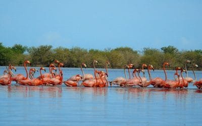 Sanean un predio en La Guajira para el Santuario de Fauna y Flora Los Flamencos