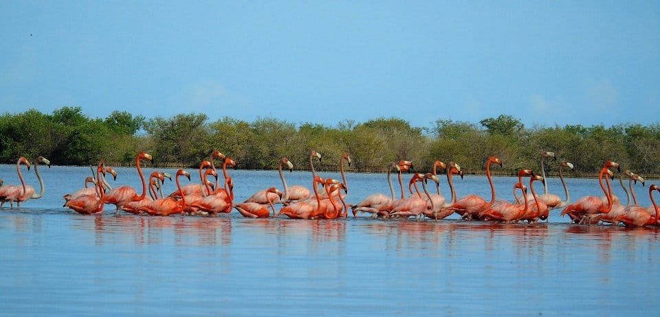 Sanean un predio en La Guajira para el Santuario de Fauna y Flora Los Flamencos