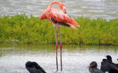 Colonias de Flamencos llegaron al Santuario de Fauna y Flora