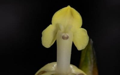 Descubrieron 3 especies de orquídeas en dos Parques Nacionales