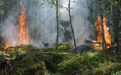 Amazonía, a punto de un ‘catastrófico’ no retorno