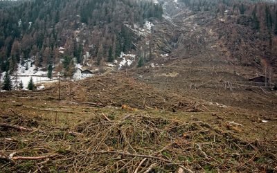 Aumento de la deforestación exige acciones urgentes