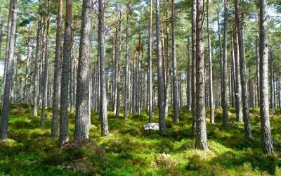 Prácticas cotidianas para cuidar el medio ambiente