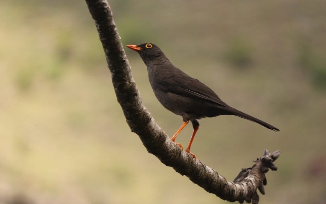 conozca los efectos de la pólvora en las aves