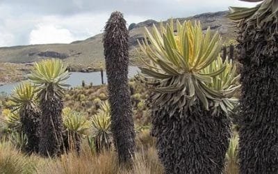 Harán caravana por la defensa de Santurbán