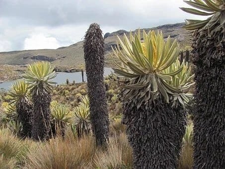 Harán caravana por la defensa de Santurbán