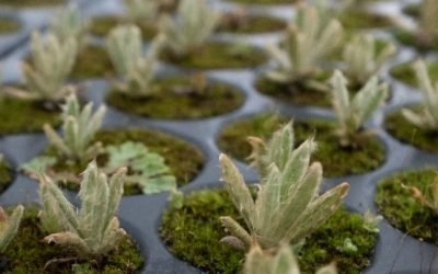 Los páramos de Colombia tienen más de 31.000 nuevos frailejones