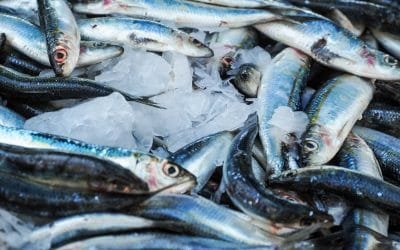 Peces en Brasil, contaminados con mercurio