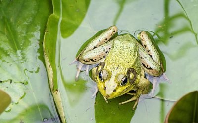 Las ranas hembra guiñan el ojo a los machos para coquetear